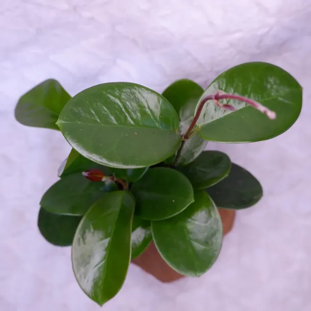 hoja-hoya-australis-don-12cm-nazwa-lacinska-hoya