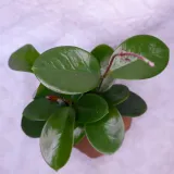 hoja-hoya-australis-don-12cm-nazwa-lacinska-hoya