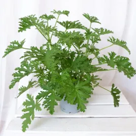 geranium-anginka-pelargonium-graveolens-don-12cm