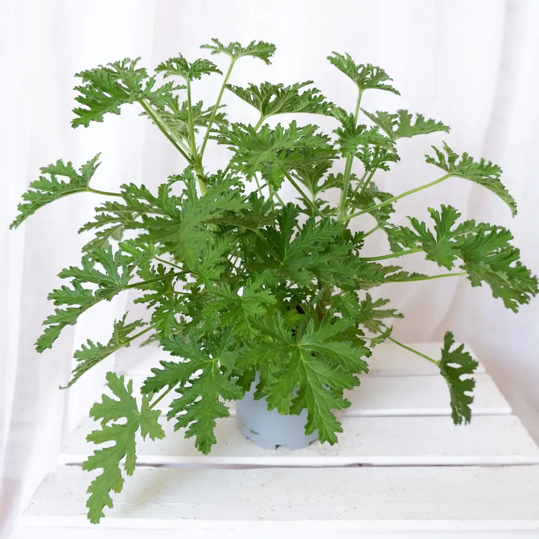geranium-anginka-pelargonium-graveolens-don-12cm-rodzaj-rosliny-rosliny-zielone