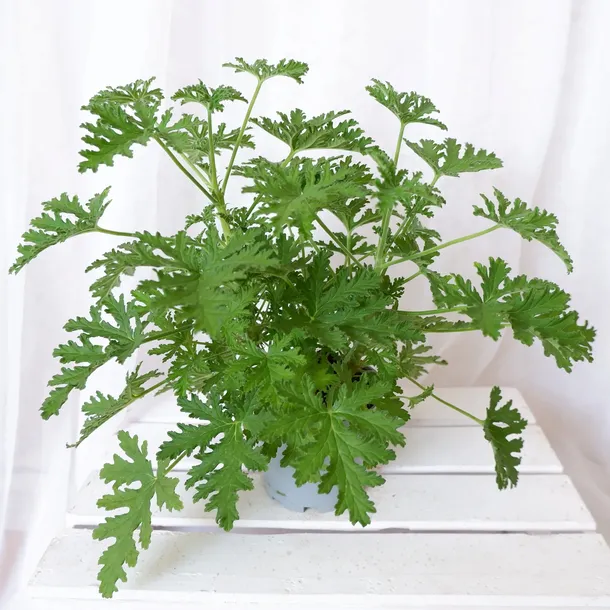 geranium-anginka-pelargonium-graveolens-don-12cm-rodzaj-rosliny-rosliny-zielone
