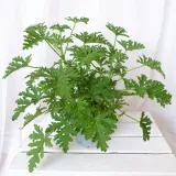 geranium-anginka-pelargonium-graveolens-don-12cm-rodzaj-rosliny-rosliny-zielone