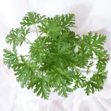 geranium-anginka-pelargonium-graveolens-don-12cm-waga-z-opakowaniem-1-kg