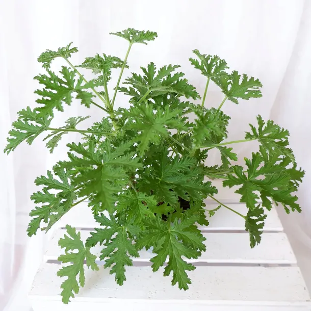 geranium-anginka-pelargonium-graveolens-don-12cm-roslina-w-postaci-sadzonka-w-pojemniku-05-1l