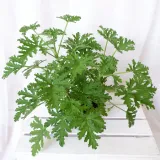 geranium-anginka-pelargonium-graveolens-don-12cm-roslina-w-postaci-sadzonka-w-pojemniku-05-1l