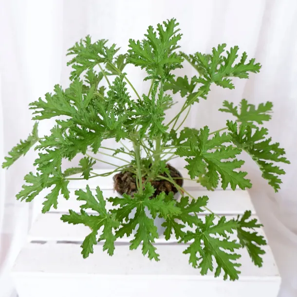 geranium-anginka-pelargonium-graveolens-don-12cm-odmiana-geranium