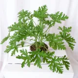 geranium-anginka-pelargonium-graveolens-don-12cm-odmiana-geranium