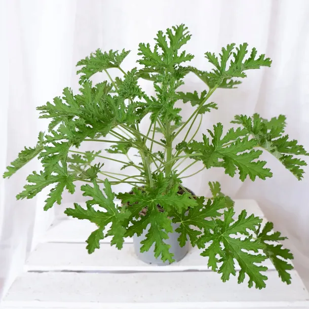 geranium-anginka-pelargonium-graveolens-don-12cm-producent-inna
