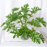 geranium-anginka-pelargonium-graveolens-don-12cm-producent-inna