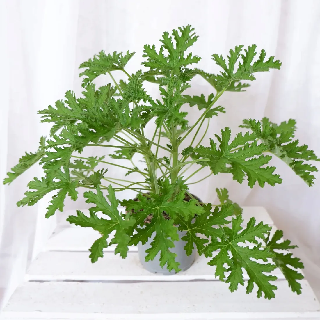 geranium-anginka-pelargonium-graveolens-don-12cm-rodzaj-rosliny-rosliny-zielone