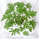 geranium-anginka-pelargonium-graveolens-don-12cm-nazwa-lacinska-pelargonium-graveolens