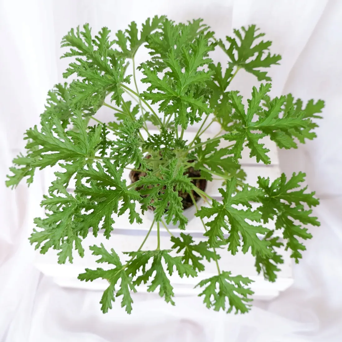 geranium-anginka-pelargonium-graveolens-don-12cm-rodzaj-rosliny-rosliny-zielone