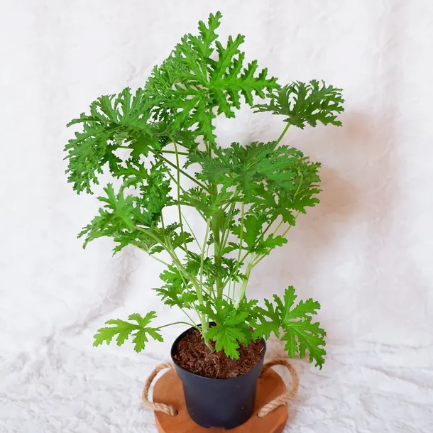 geranium-anginka-pelargonium-graveolens-don-12cm-nazwa-rosliny-inny