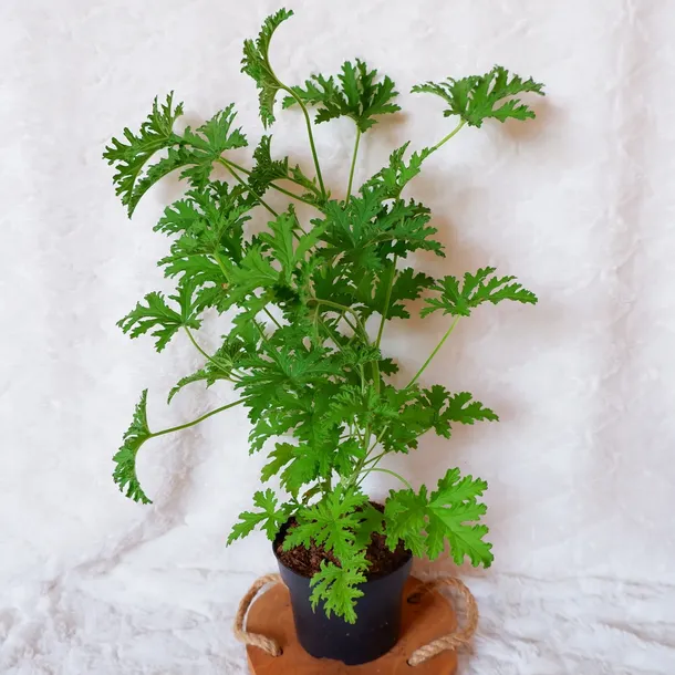 geranium-anginka-pelargonium-graveolens-don-12cm-rodzaj-rosliny-rosliny-zielone-waga-z-opakowaniem-1-kg