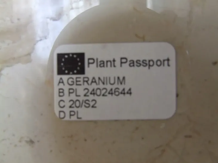 geranium-anginka-pelargonium-graveolens-don-12cm-rodzaj-rosliny-rosliny-zielone-roslina-w-postaci-sadzonka-w-pojemniku-05-1l