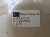 geranium-anginka-pelargonium-graveolens-don-12cm-rodzaj-rosliny-rosliny-zielone-roslina-w-postaci-sadzonka-w-pojemniku-05-1l