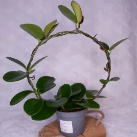 hoja-hoya-australis-na-kolku-don-12cm