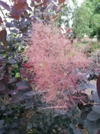 perukowiec-podolski-royal-purple-puszyste-peruki