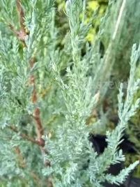 jalowiec-skalny-blue-arrow-forma-strzelista