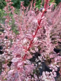 berberys-thunberga-rosetta-malownicze-wybarwienie