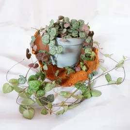 ceropegia-wooda-woodii-don-11cm