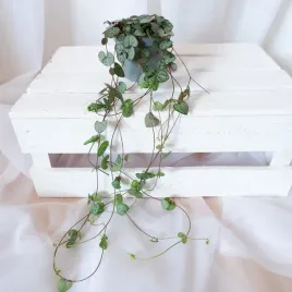 ceropegia-wooda-woodii-don-9cm