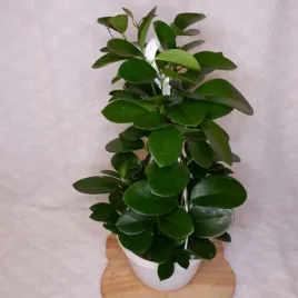 hoja-hoya-australis-xxl-don-wiszaca-o-sred-21cm