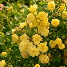 roza-okrywowa-zolta-yellow-fairy-zloty-medal-madryt-1988