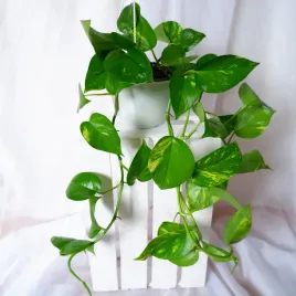 epipremnum-zlociste-aureum-don-wiszaca-15cm