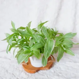 trzykrotka-bialokwiatowa-don-13cm