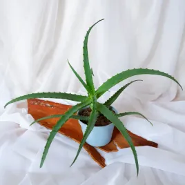 aloes-drzewiasty-aloe-arborescens-don-13cm