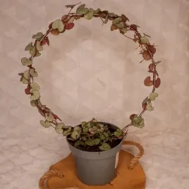 ceropegia-wooda-woodii-na-kolku-don-11cm