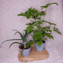 aloes-drzewiasty-aloe-geranium-anginka-don-12cm