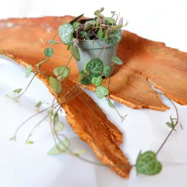 ceropegia-wooda-woodii-don-6cm