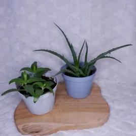 aloes-drzewiasty-zyworodka-don-13cm