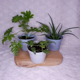 aloes-drzewiasty-geranium-zyworodka-don-13cm