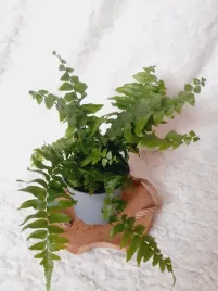 paproc-nefrolepis-biserrata-macho-don-12cm