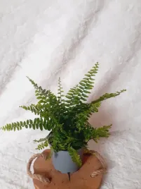 paproc-nefrolepis-wyniosly-boston-don-12cm