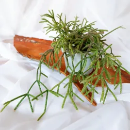 rhipsalis-pilocarpa-patyczak-don-13cm