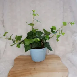 bluszcz-hedera-helix-don-13cm