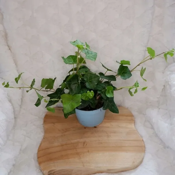 bluszcz-hedera-helix-don-13cm-rodzaj-rosliny-rosliny-zielone