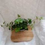 bluszcz-hedera-helix-don-13cm-waga-z-opakowaniem-1-kg