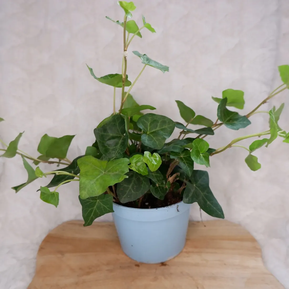 bluszcz-hedera-helix-don-13cm