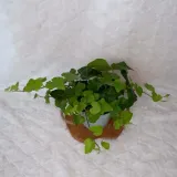 bluszcz-hedera-helix-don-13cm-cykl-rozwojowy-rosliny-wieloletnia