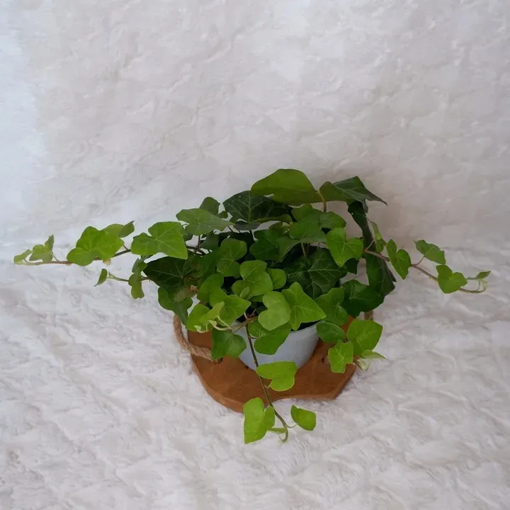bluszcz-hedera-helix-don-13cm-rodzaj-rosliny-rosliny-zielone