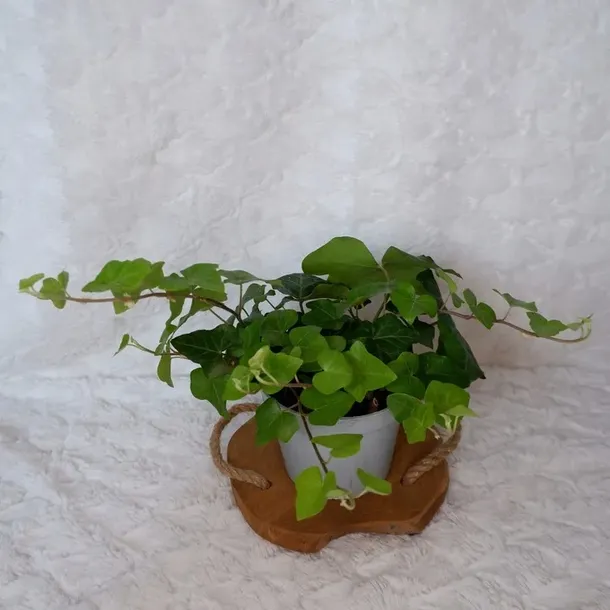 bluszcz-hedera-helix-don-13cm-numer-paszportu-sekcja-c-24024644am