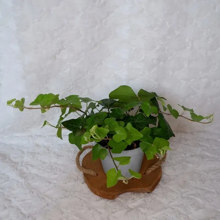bluszcz-hedera-helix-don-13cm