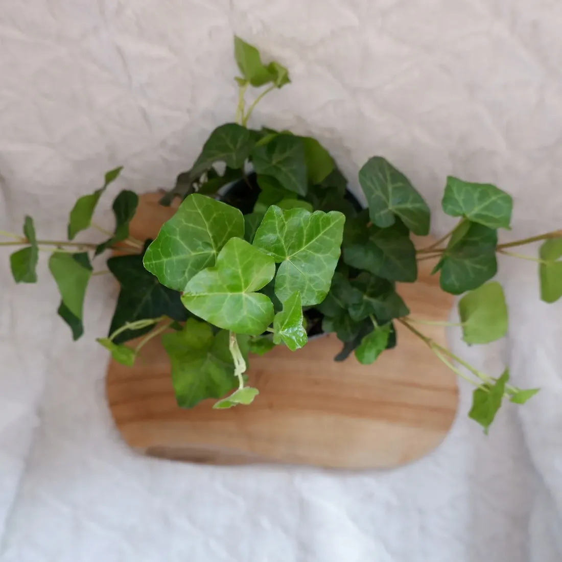 bluszcz-hedera-helix-don-13cm-rodzaj-rosliny-rosliny-zielone