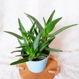 aloes-delaetii-don-13cm