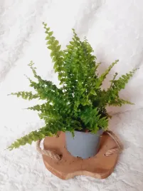 paproc-krolewska-nefrolepis-paprotka-don-12cm